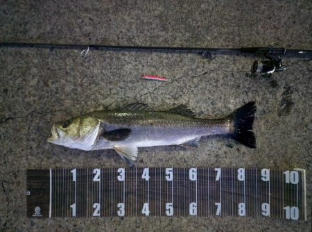 バチ抜け調査🎣