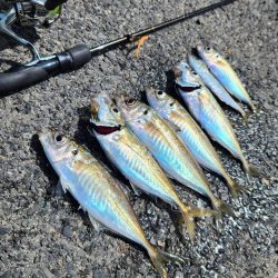 アジング、シーズンイン！