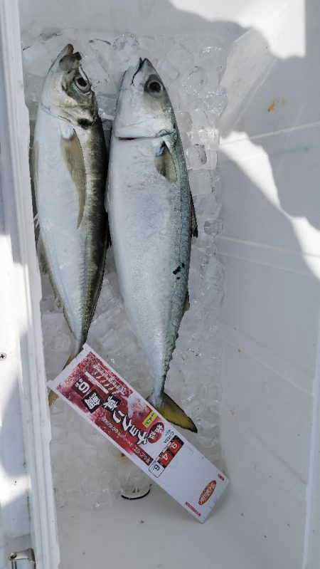 アジ、サバ釣り