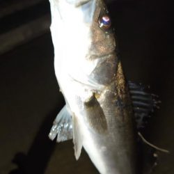 やっとオフかな？