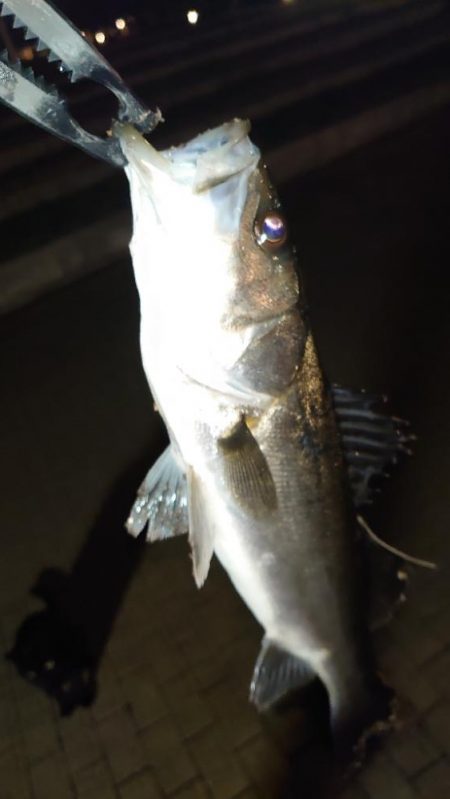 やっとオフかな？