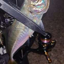 今期にオフはないのかい?