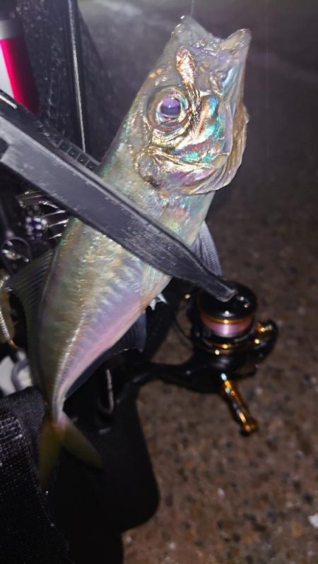 今期にオフはないのかい?