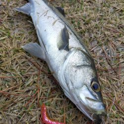 雨降る中ベイトが接岸