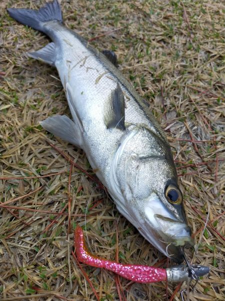 雨降る中ベイトが接岸