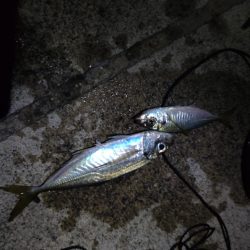 今年初のファミリーフィッシング