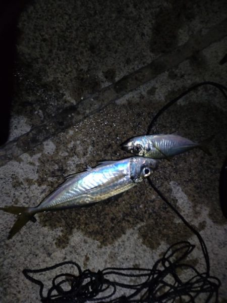 今年初のファミリーフィッシング