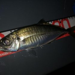 今年初のボートアジング!(鱸乱舞)