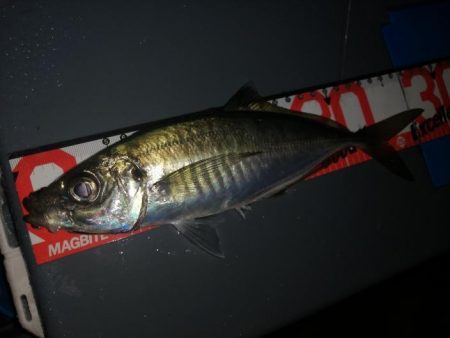 今年初のボートアジング！（鱸乱舞）