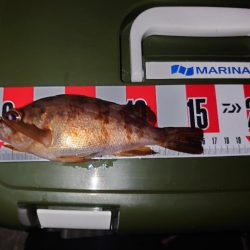 メバル狙いのウキ釣り🎣