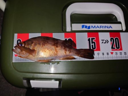 メバル狙いのウキ釣り🎣