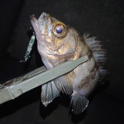 メバルプラッキング縛り🎣