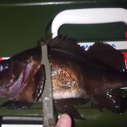 皆さんでわいわいメバリング🎣