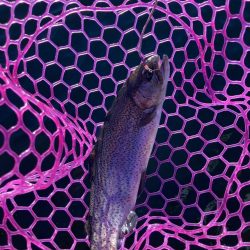 釣食浪漫 ～風は強いが活性高し！～