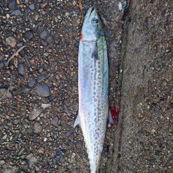 約1ヶ月ぶりの魚