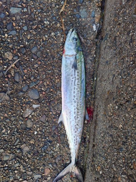 約1ヶ月ぶりの魚