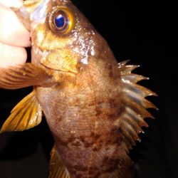 メバル浮き釣り