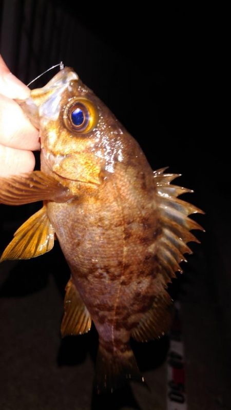 メバル浮き釣り