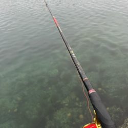 ノッコミのチヌを釣る予定でしたが結果は出ず