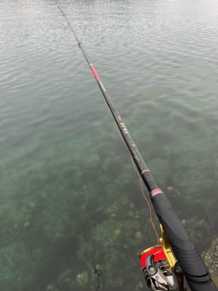 ノッコミのチヌを釣る予定でしたが結果は出ず