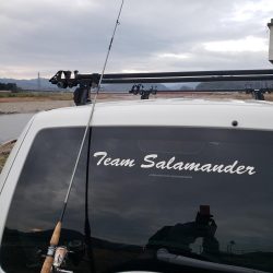 ヤマメは何処へ