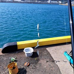 カタボシイワシ大漁