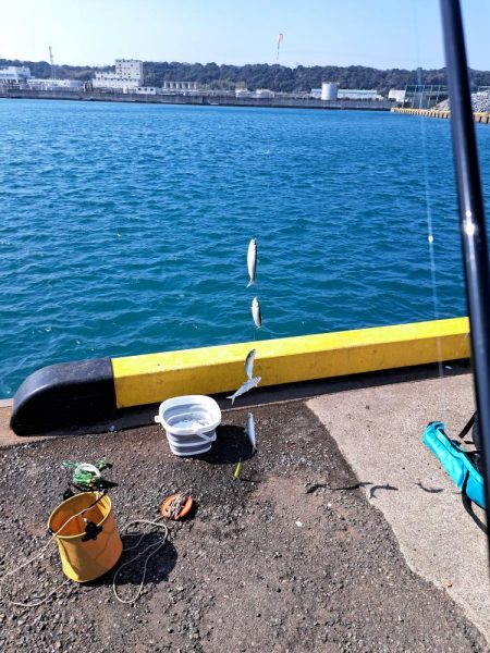 カタボシイワシ大漁