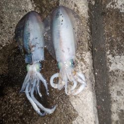 春アオリイカ狙い