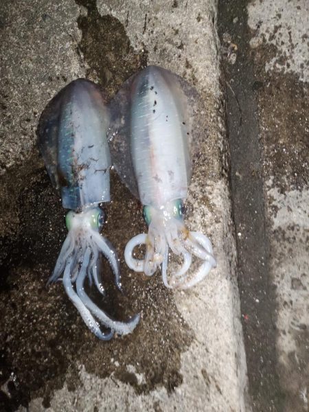 春アオリイカ狙い