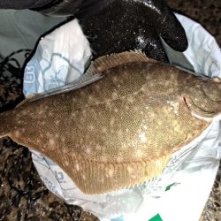 花見カレイの前に釣れました