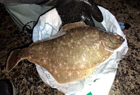 花見カレイの前に釣れました