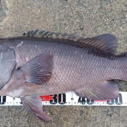 この時期やはりコブダイ！