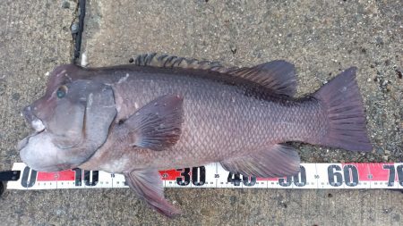 この時期やはりコブダイ！