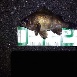 久しぶりの魚は