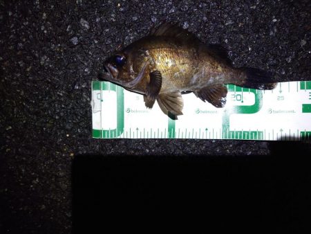 久しぶりの魚は