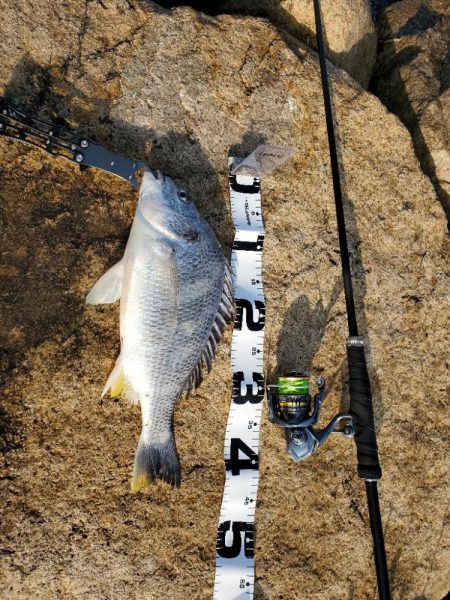 バイブでキビレ