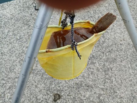 最後にドラマが