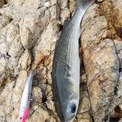 寒鰤ならぬ寒鰡‼️