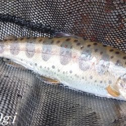 揖保川、ようやく本格解禁の気配