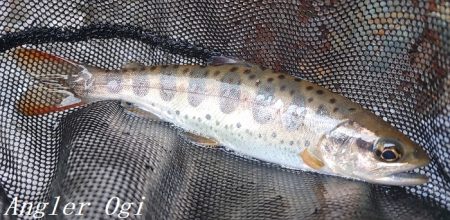 揖保川、ようやく本格解禁の気配