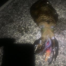 春イカゲット！