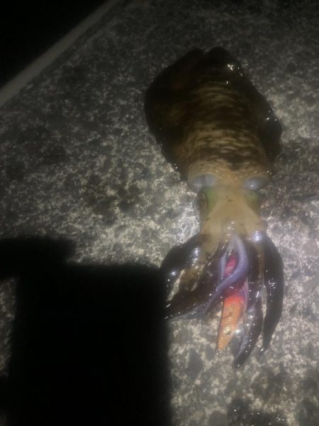 春イカゲット！