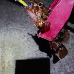 干潮メバリング