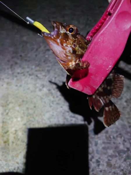 干潮メバリング