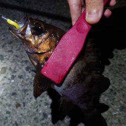 干潮メバリング