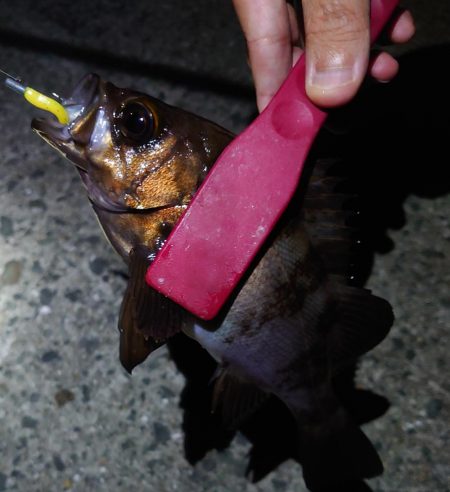 干潮メバリング