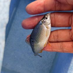 今季初のタナゴ釣行