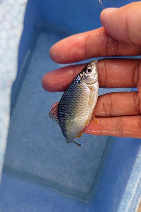 今季初のタナゴ釣行