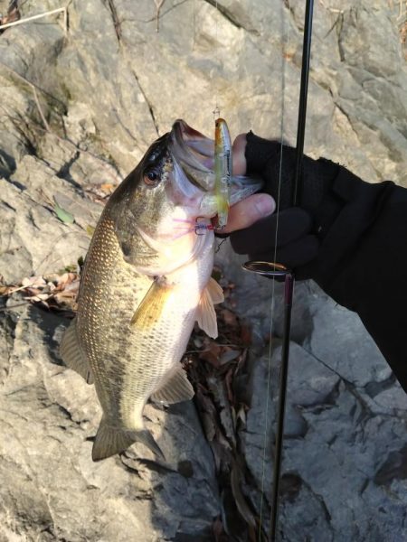 ミドストで１本