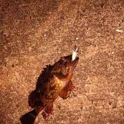 シーバスいないから根魚